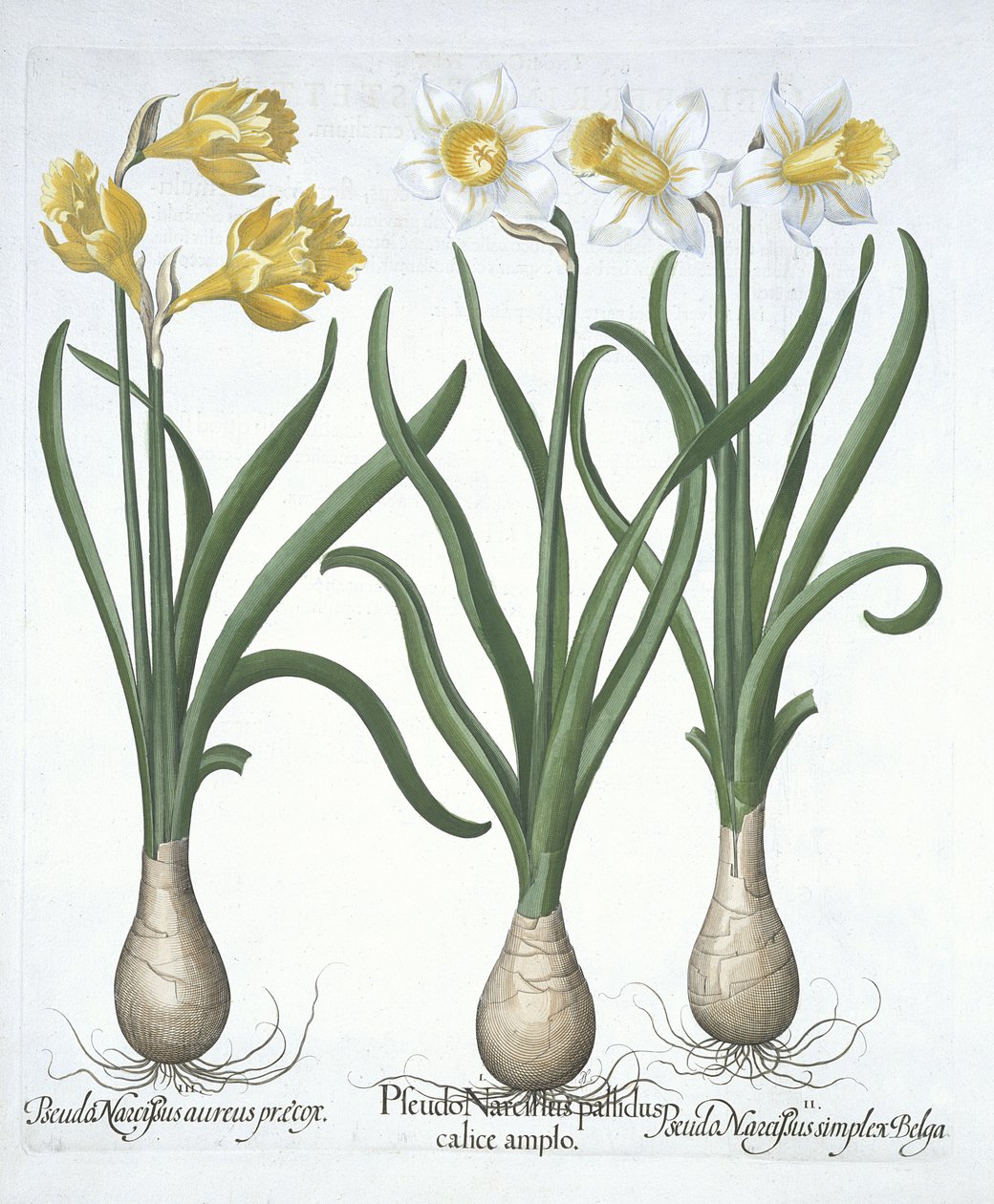 Hortus Eystettensis