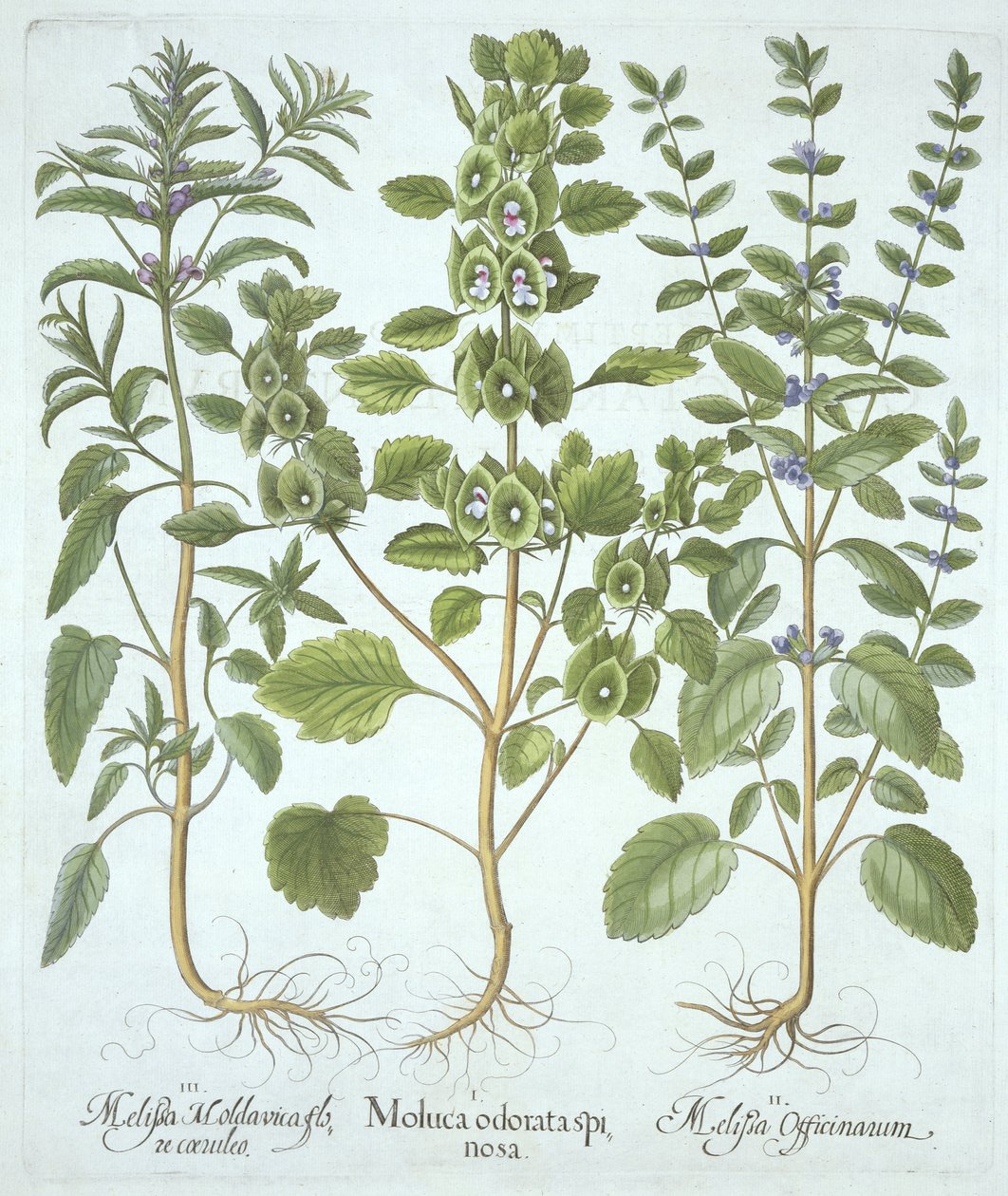 Hortus Eystettensis