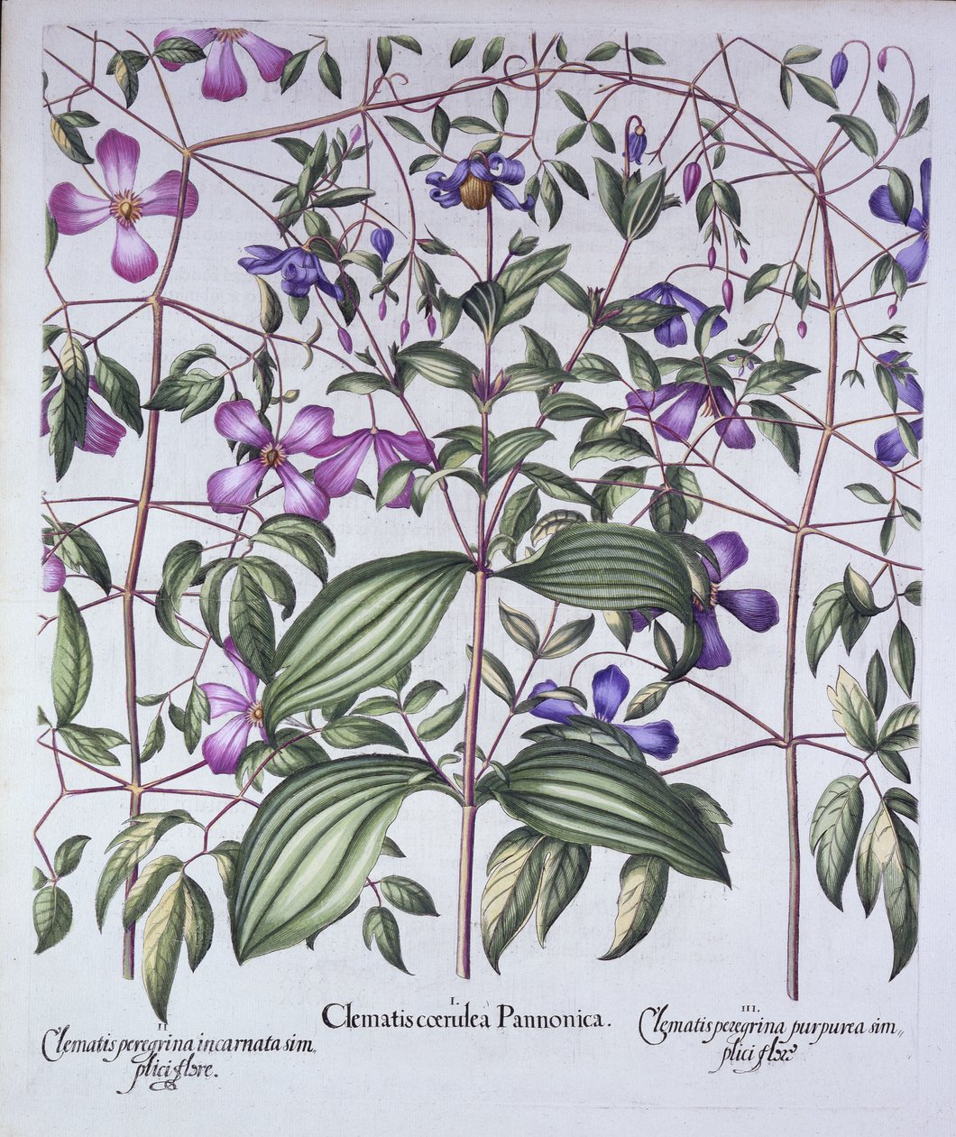 Hortus Eystettensis