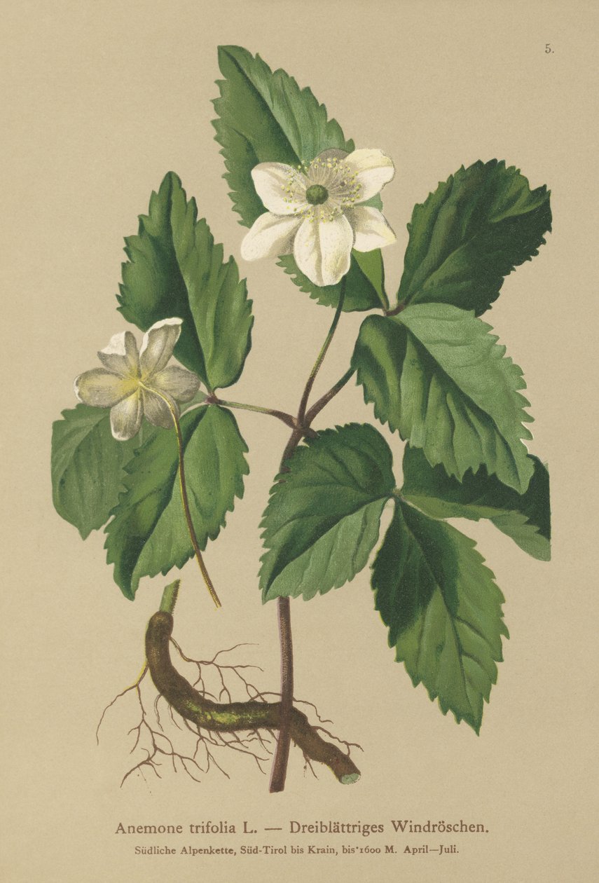 Üç yapraklı Anemon (Anemon trifolia) by German School