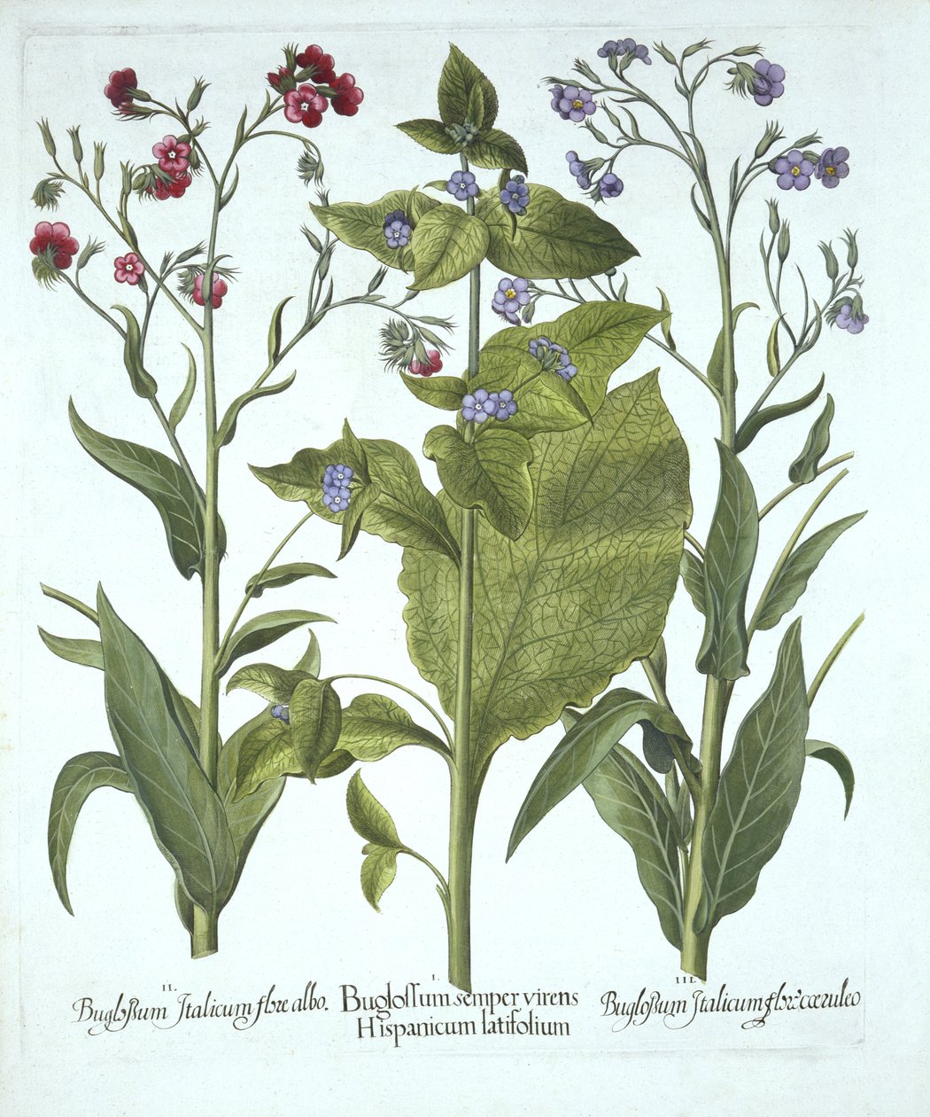 Hortus Eystettensis