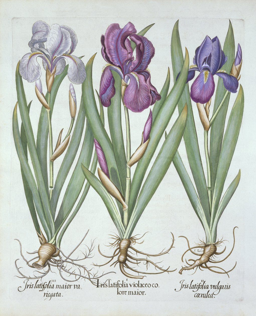 Hortus Eystettensis
