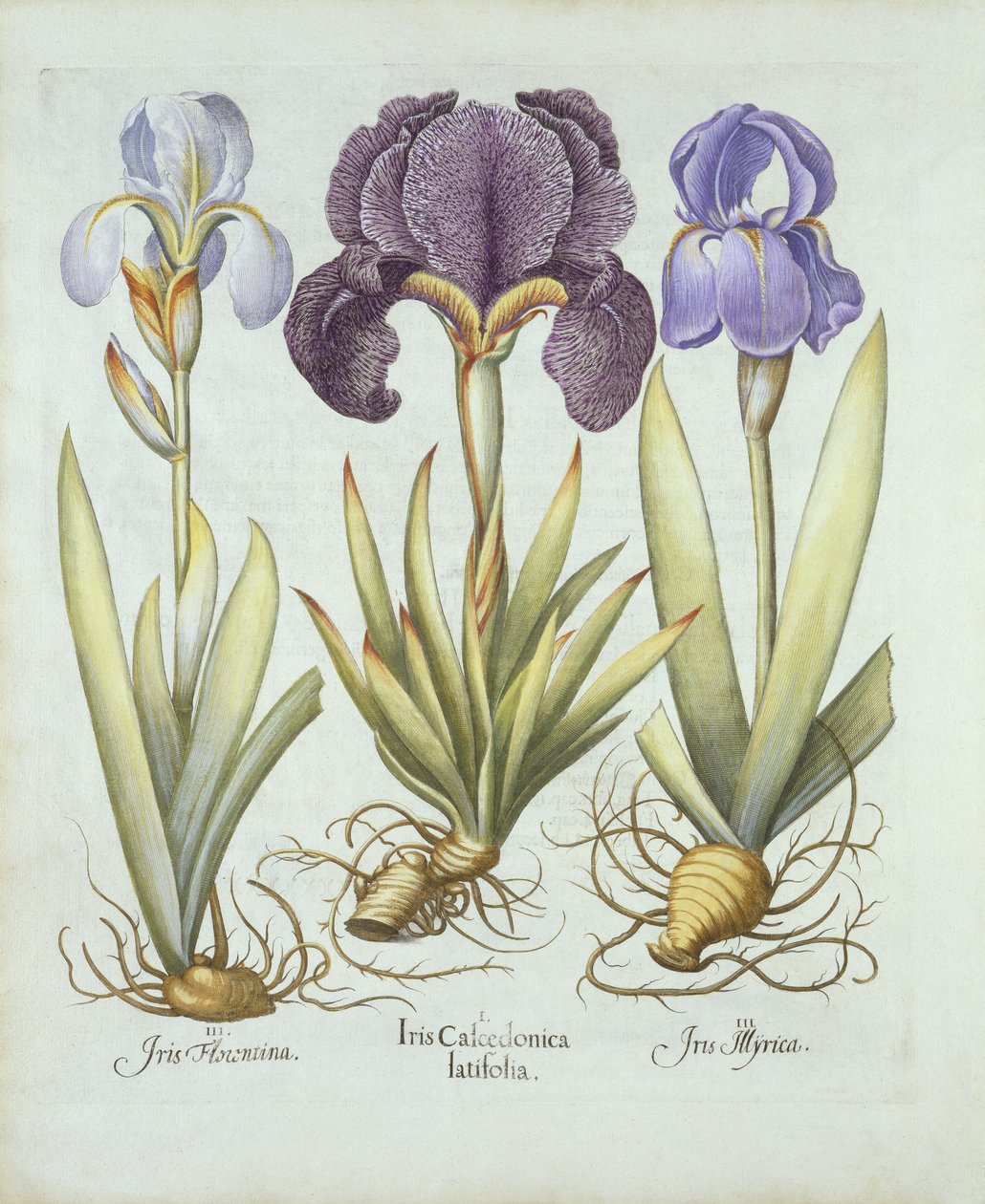 Hortus Eystettensis