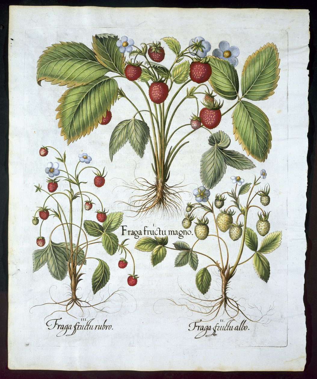 Üç çeşit çilek, tabak 116, Hortus Eystettensis