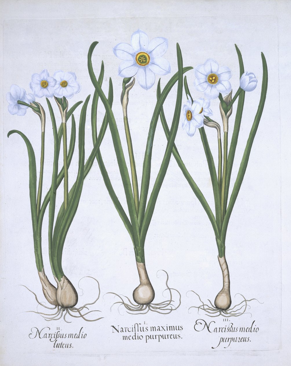 Üç beyaz Narcissi, Hortus Eystettensis