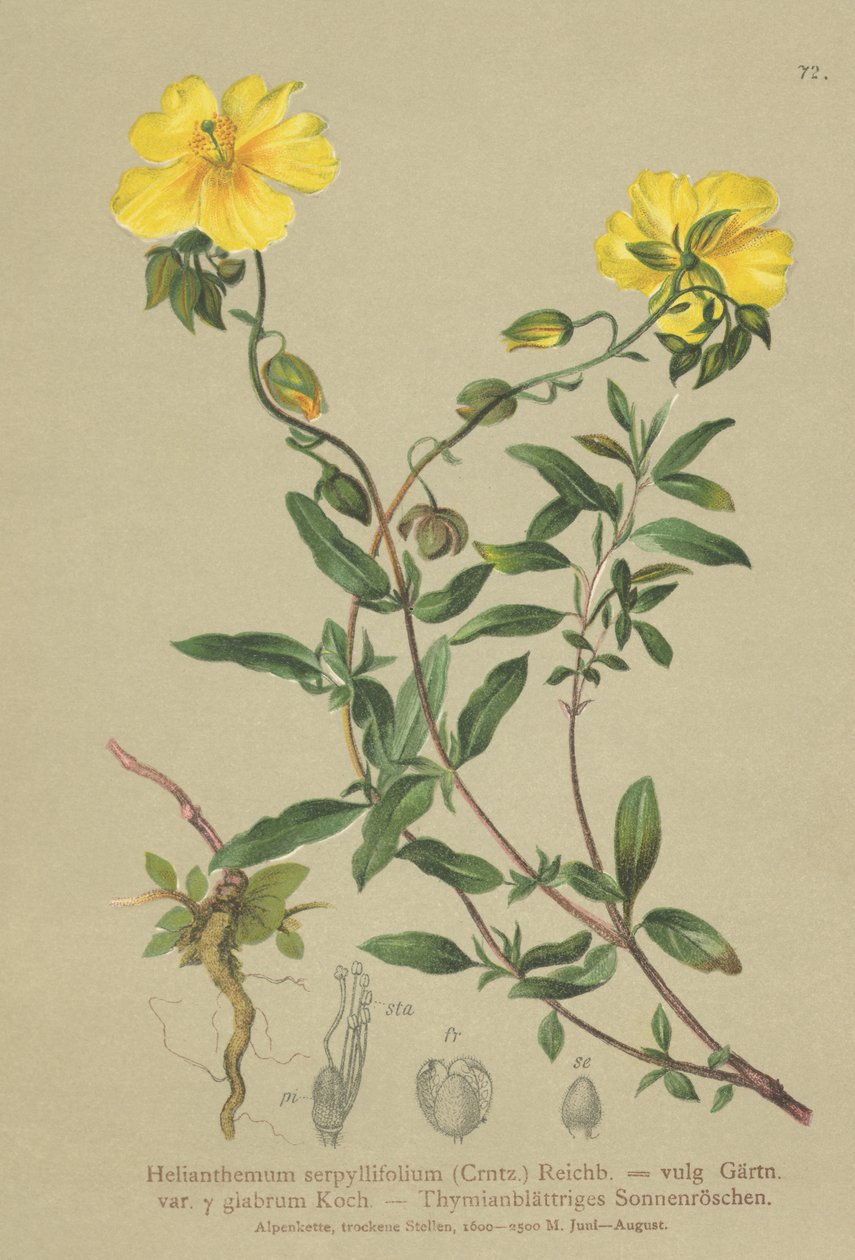 Kekik yapraklı Kaya gülü (Helianthemum grandiflorum, Helianthemum serpyllifolium, Helianthemum vulgaris) by German School