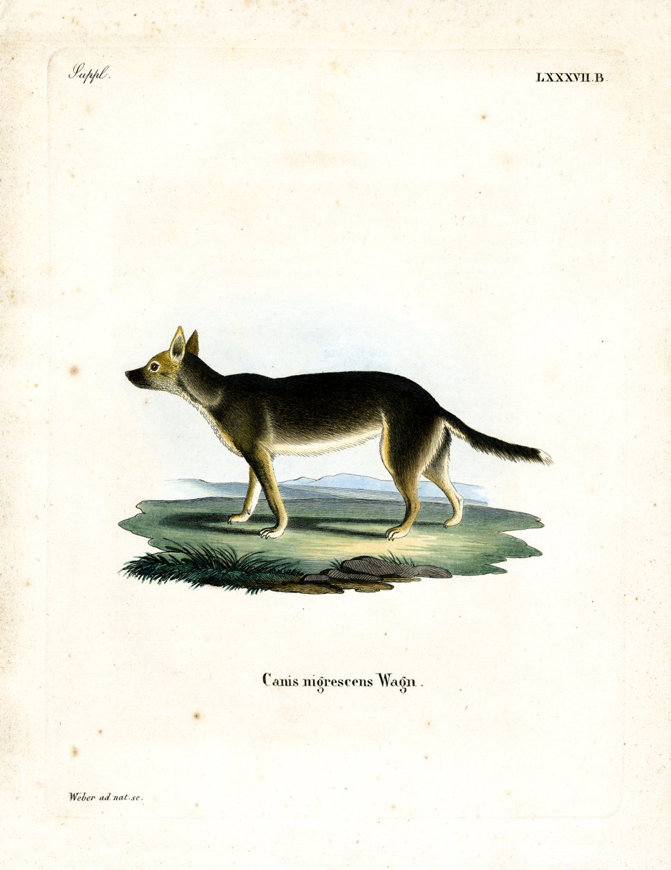 Tibet Köpeği (renkli gravür) by German School
