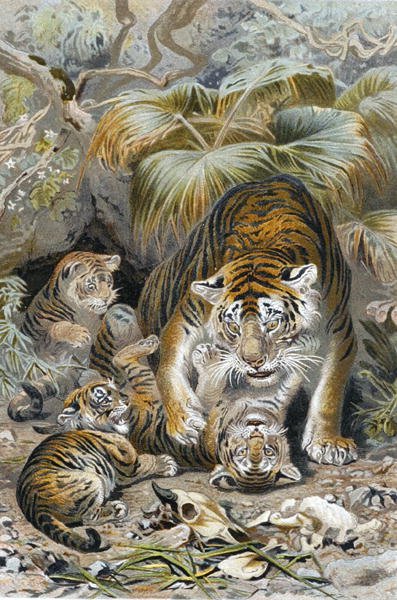 Tiger, "Brehms Tierleben: Allgemeine Kunde des Tierreichs", cilt 1, s.391, Bibliographisches Institut tarafından yayınlanan plaka by German School