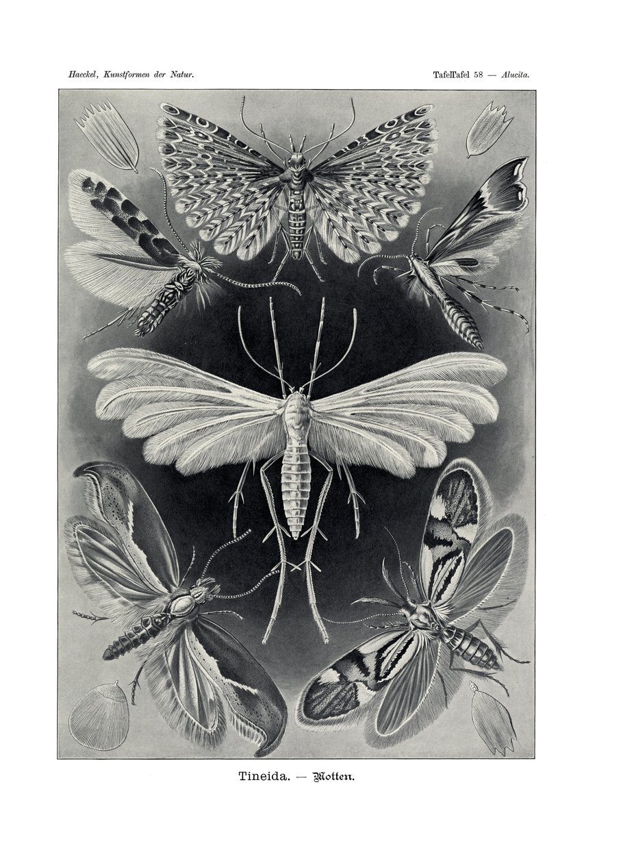 Tineida, 1899-1904 by German School