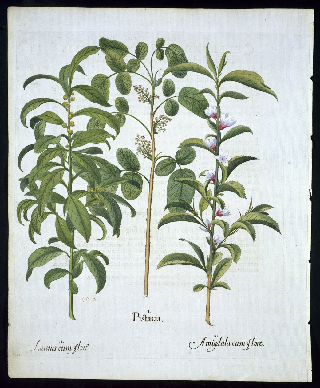 Başlık: Fıstık, Defne Ağacı (Laurus Nobilis) ve Badem, Basil Besler (1561 - 1629) tarafından Hortus Eystettensis
