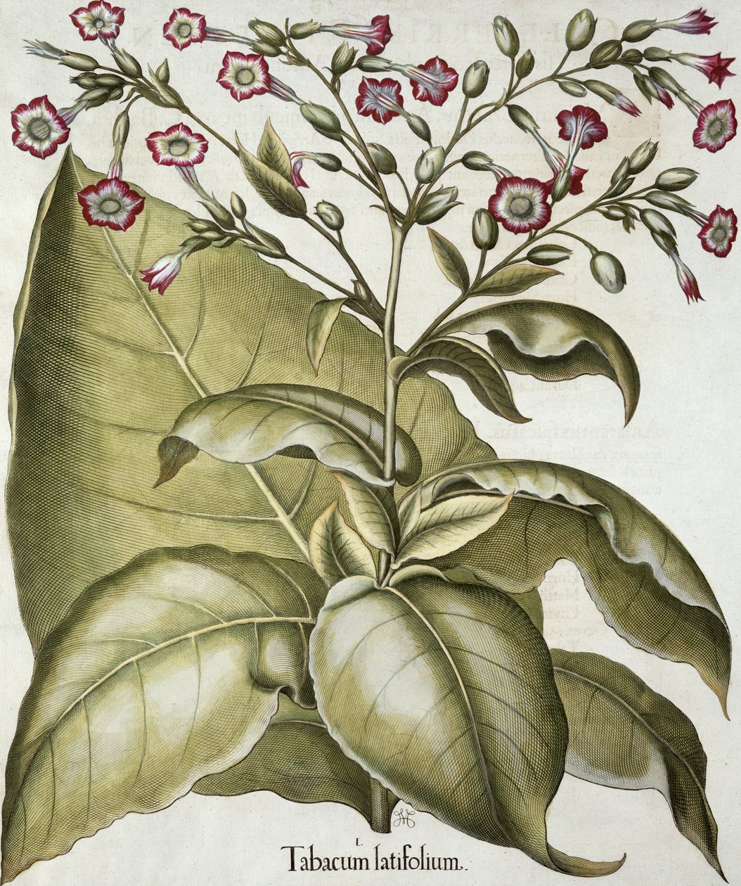 Tütün bitkisi, Hortus Eystettensis