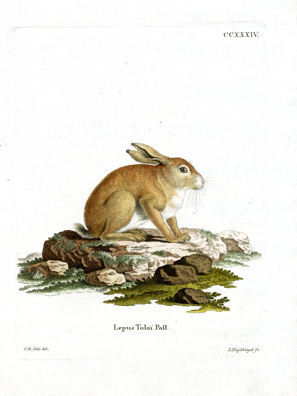 Tolai Hare (renkli gravür) by German School