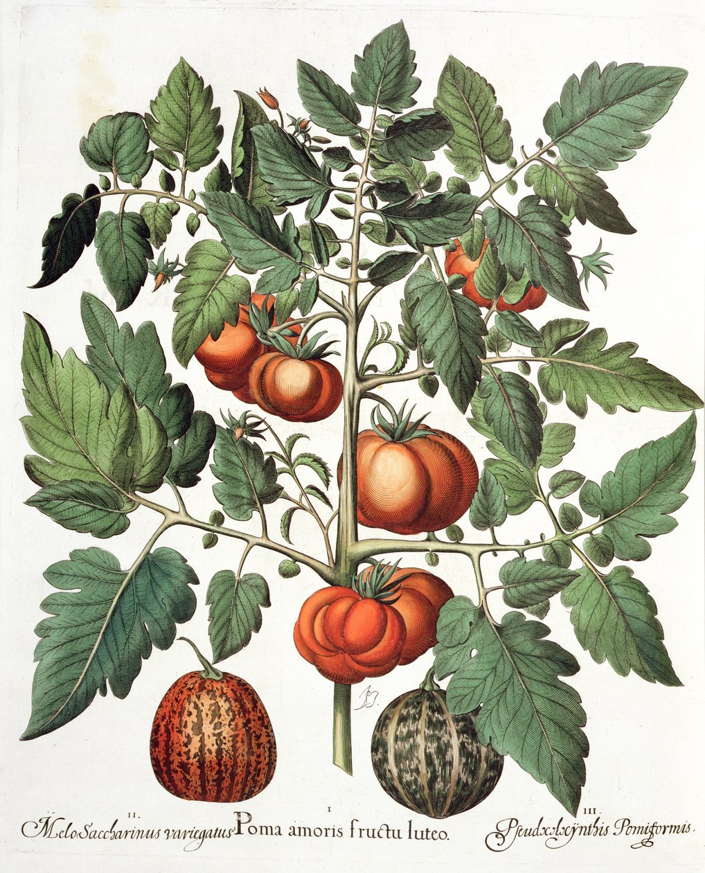 Domates ve Kavun: 1. Aşk sarı meyvesinin elmaları; 2. Melo Saccharinus variegatus; 3.Pseudocolocynthis Pomiformis, Hortus Eystettensis