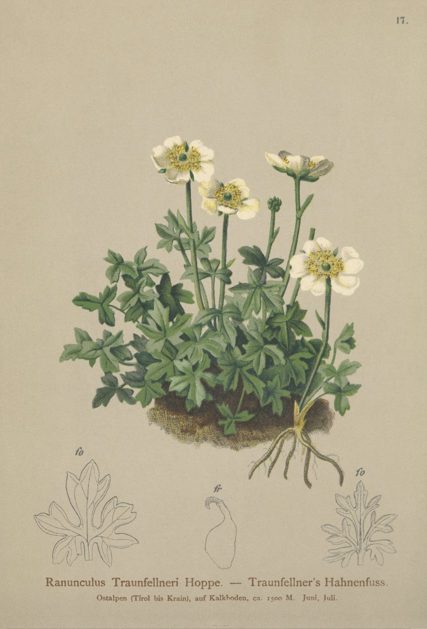 Traunfellners Crowfoot (Ranunculus Traunfellneri) by German School