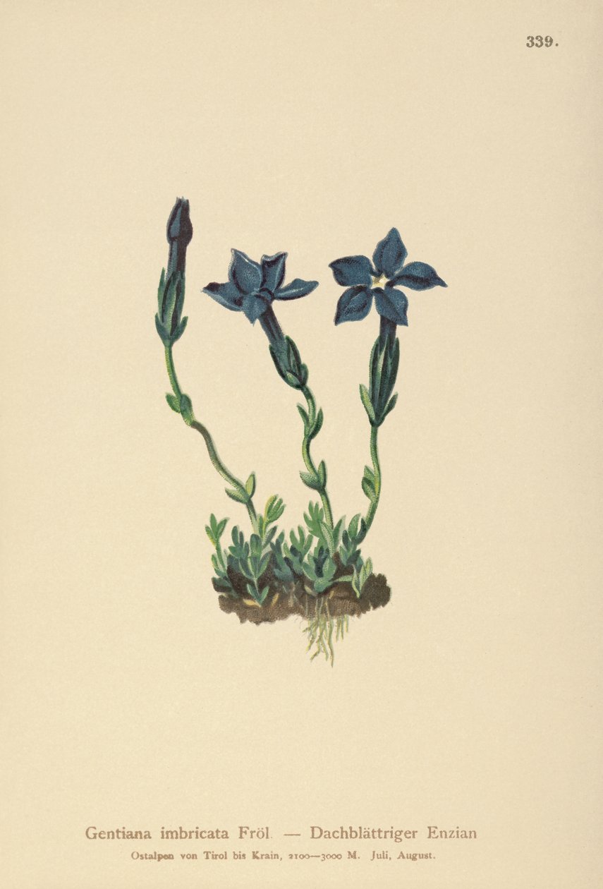 Triglav Gentian (Gentiana terglouensis, Gentiana imbricata) by German School