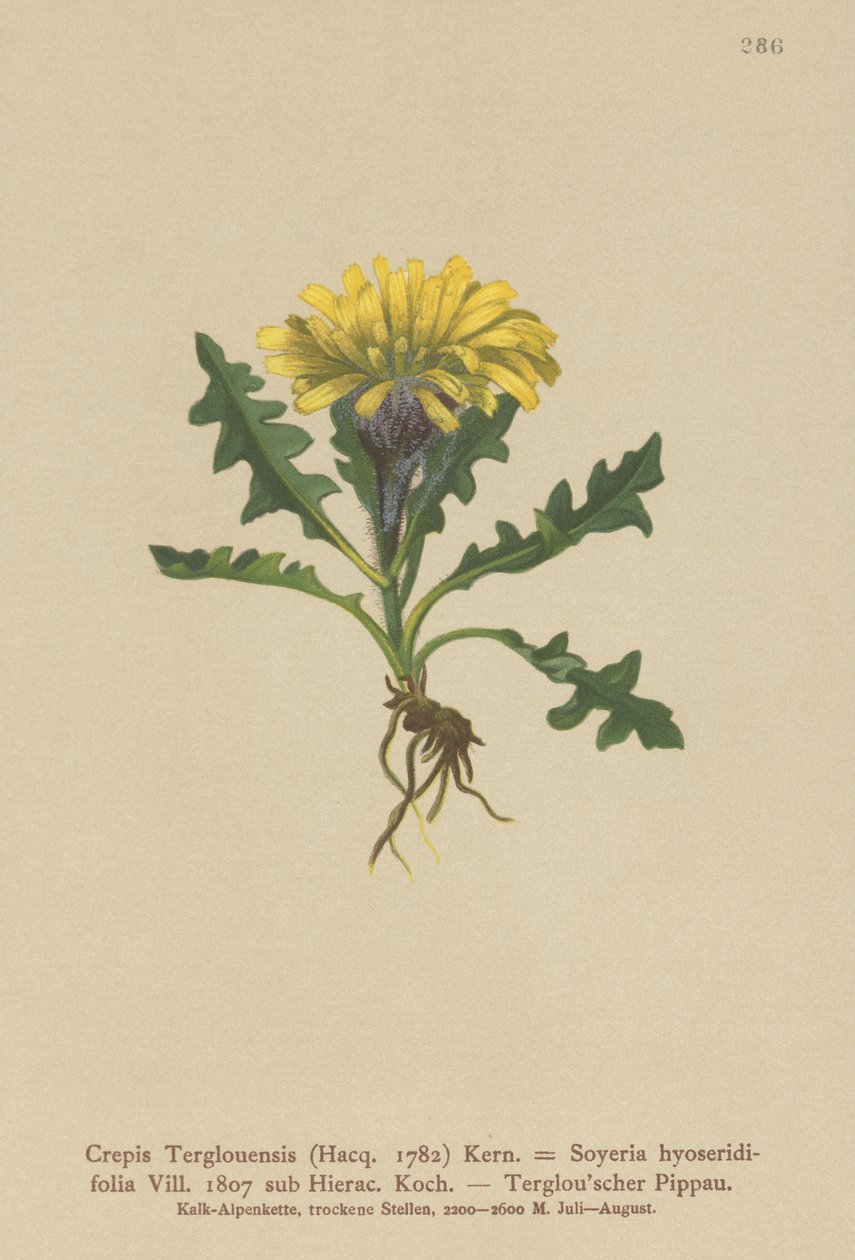 Triglav Şahinsakal (Crepis Terglouensis, Soyeria hyoseridifolia alt Hierac.) by German School