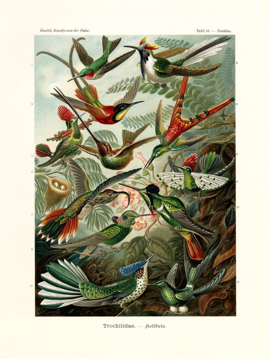 Trochilidae, 1899-1904 by German School