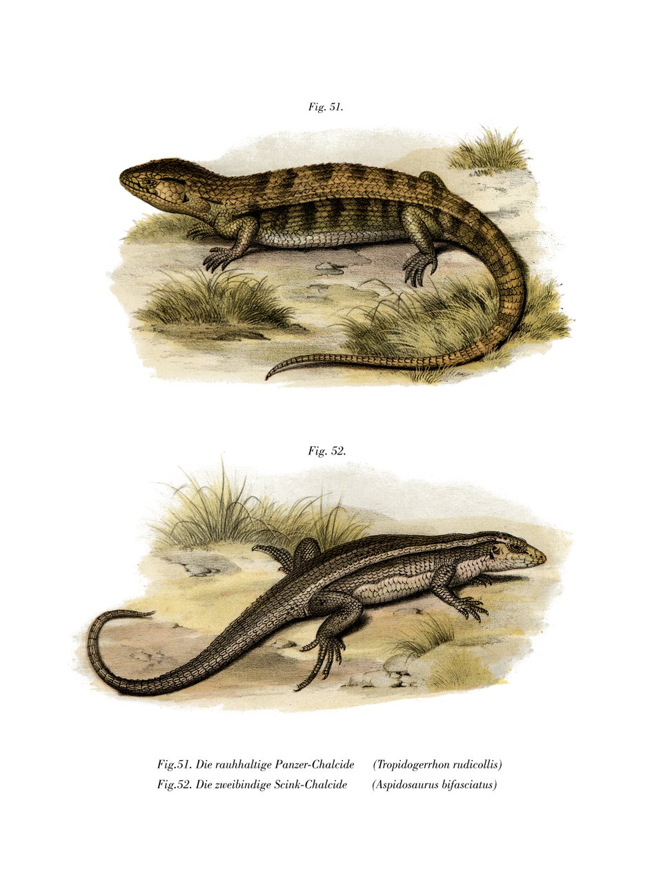 Tropidogerrhon rudicollis (renkli taş) by German School
