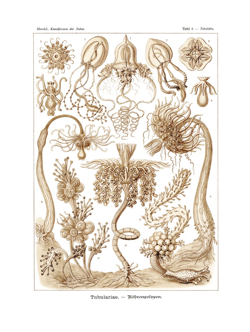 Tubularia, 1899-1904 by German School