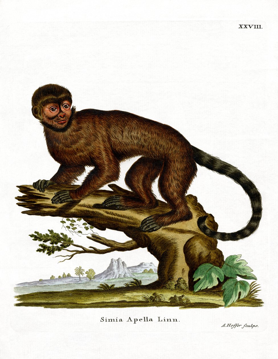 Tepeli Capuchin (renkli gravür) by German School