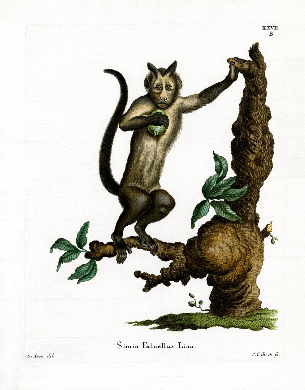 Tepeli Capuchin (renkli gravür) by German School
