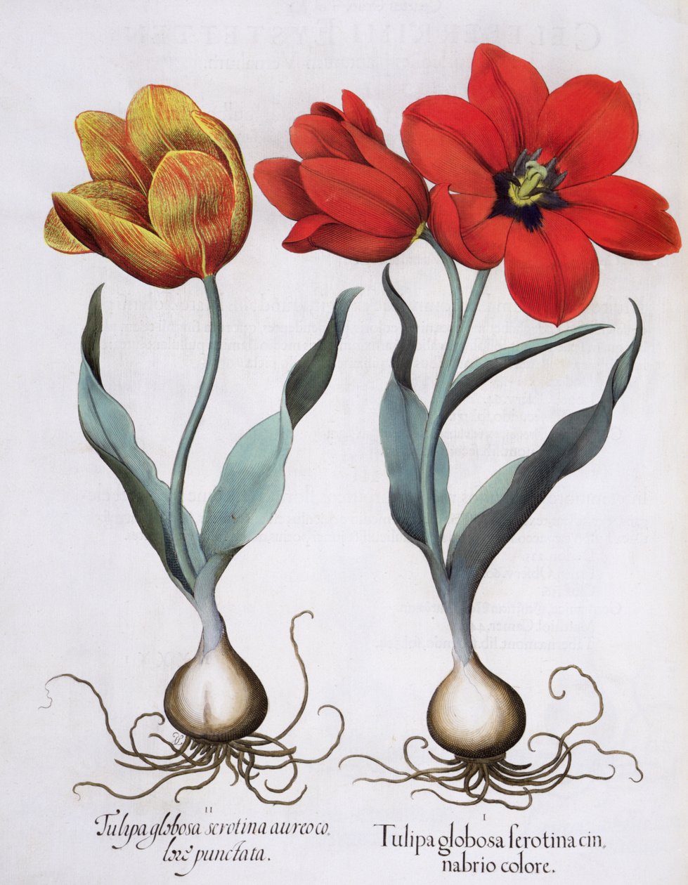 Laleler: 1.Tulipa globosa serotina cinnabrio rengi; 2.Tulipa globosa serotina aureo color punctata, Hortus Eystettensis