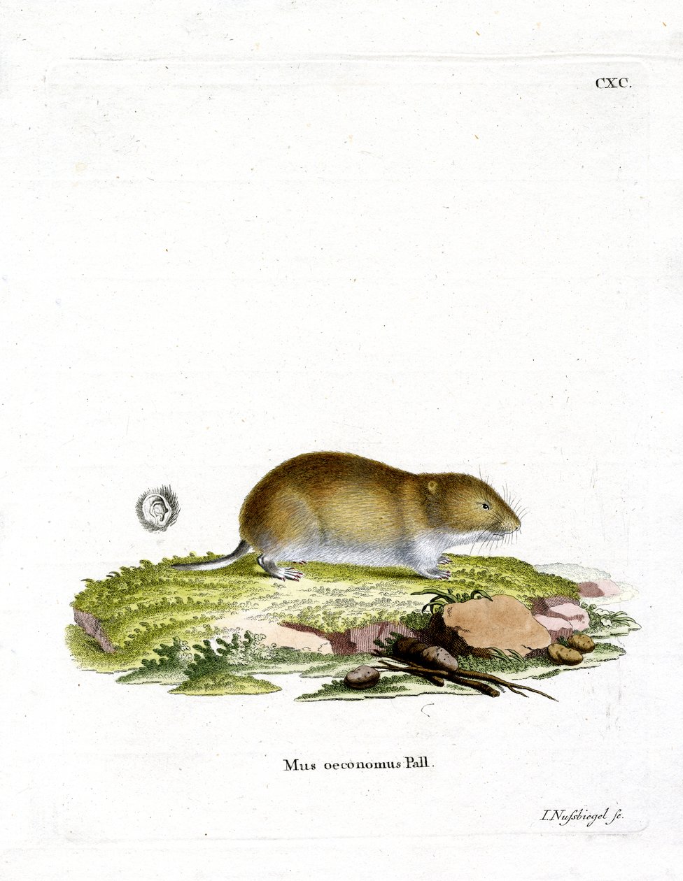 Tundra Vole (renkli gravür) by German School