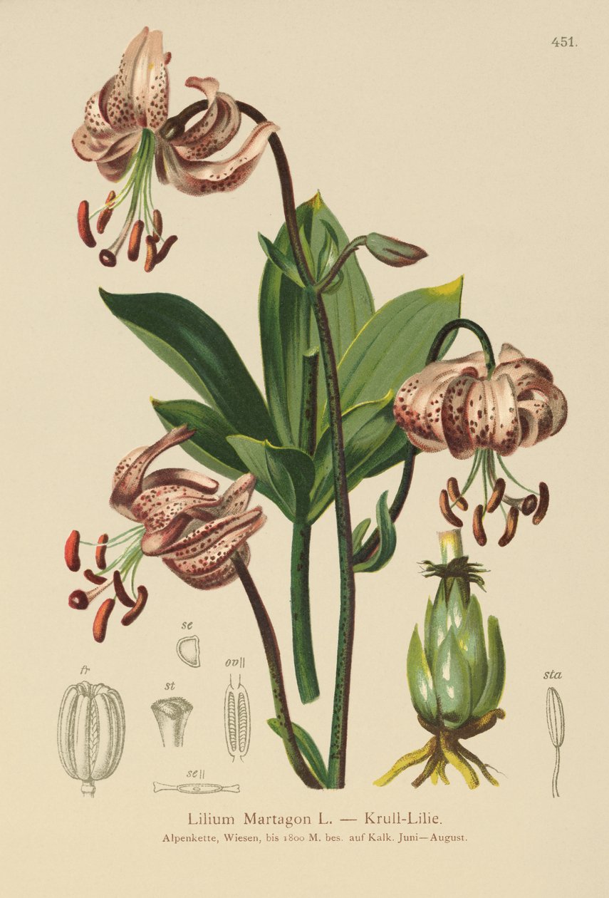 Türkler Cap Lily (Lilium Martagon) by German School