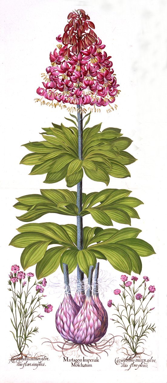 Türkler Cap Lily ve Dianthus, Hortus Eystettensis