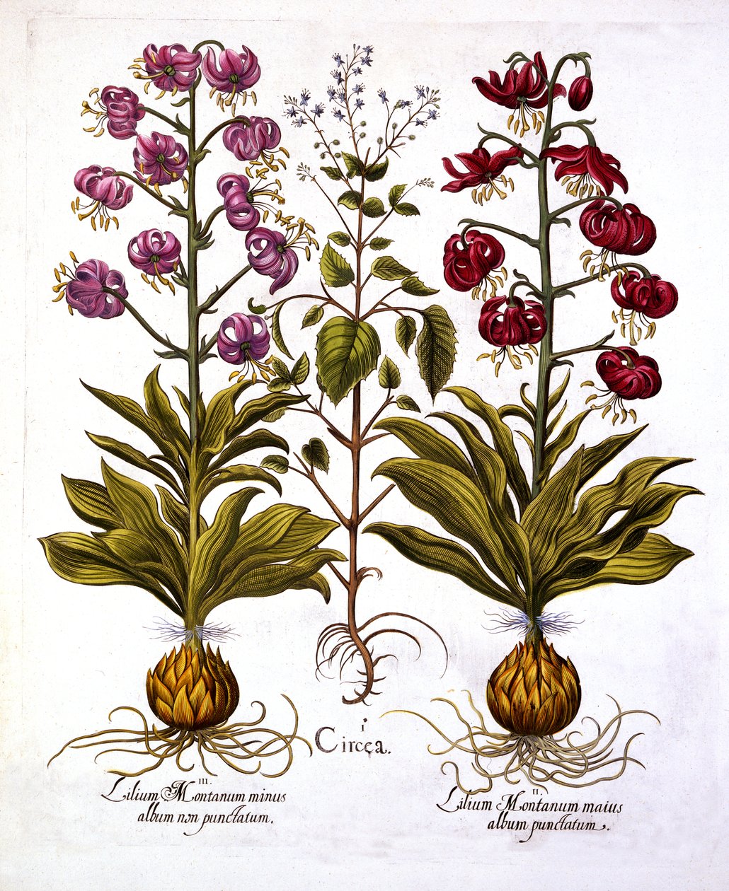 Turks Cap Lily ve Enchanters Nightshade, from Hortus Eystettensis, Basil Besler (1561-1629), pub. 1613 (el renkli gravür) by German School