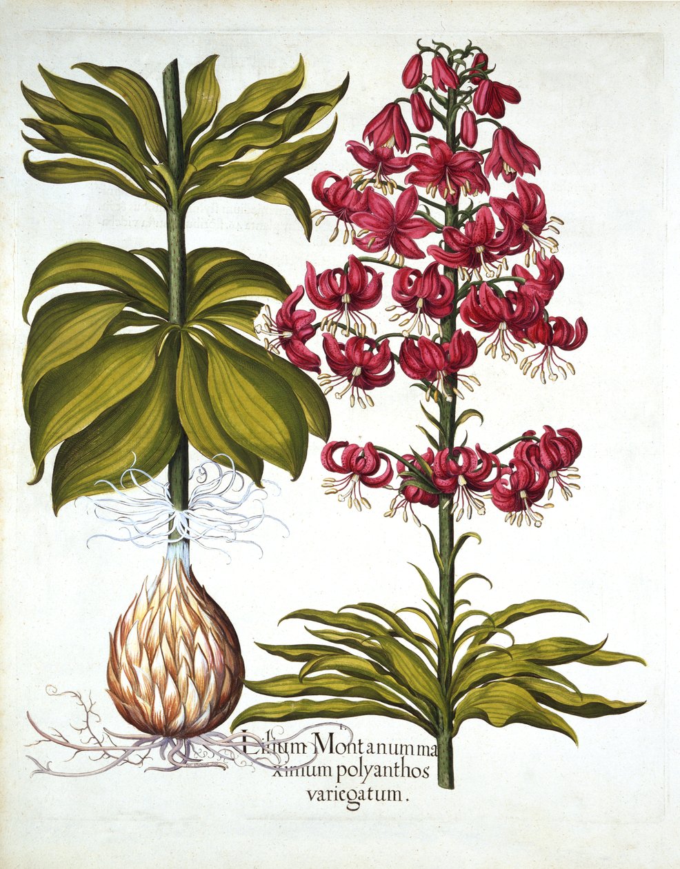 Turks Cap Lily, from Hortus Eystettensis, Basil Besler (1561-1629), pub. 1613 (el renkli gravür) by German School