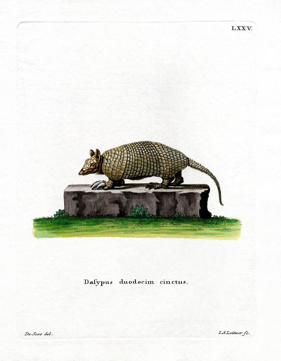 On iki bantlı Armadillo (renkli gravür) by German School