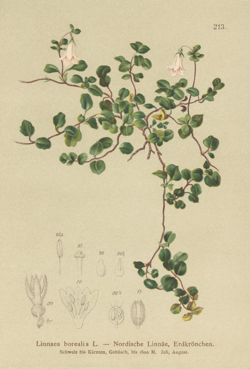Twinflower (Linnaea borealis) by German School