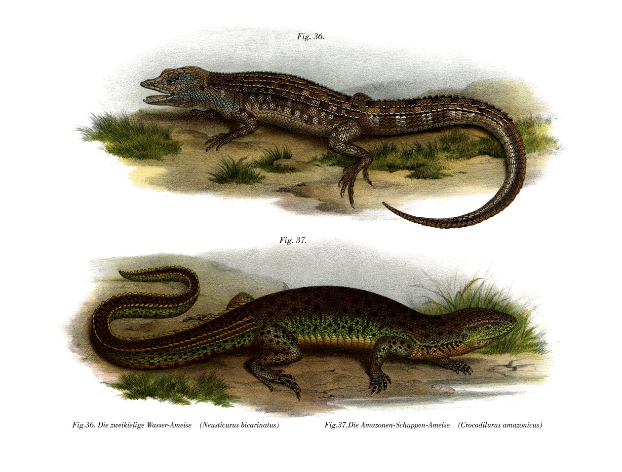 İki yüzlü Neusticurus (renkli taş) by German School
