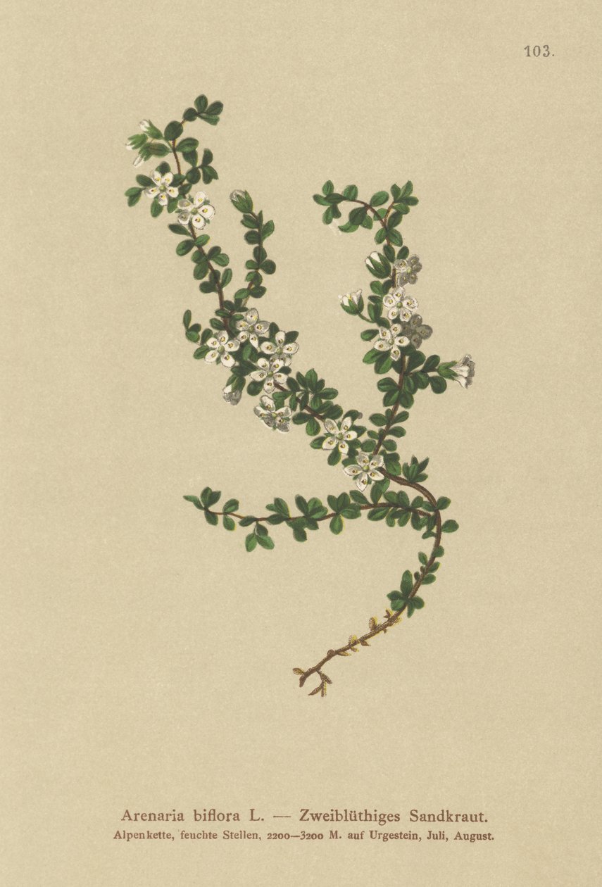 İki çiçekli Sandwort (Arenaria biflora) by German School
