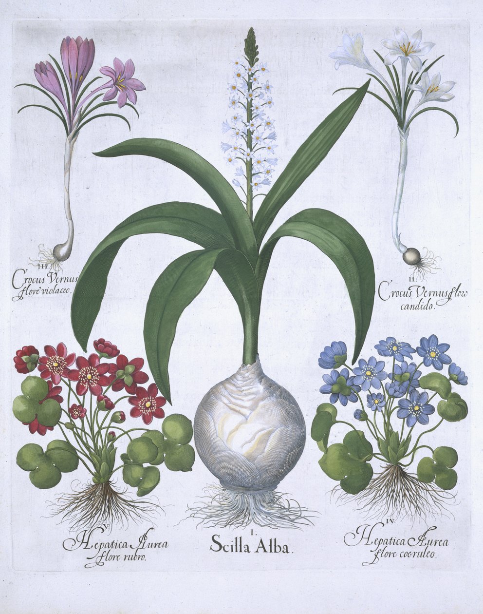 Hortus Eystettensis