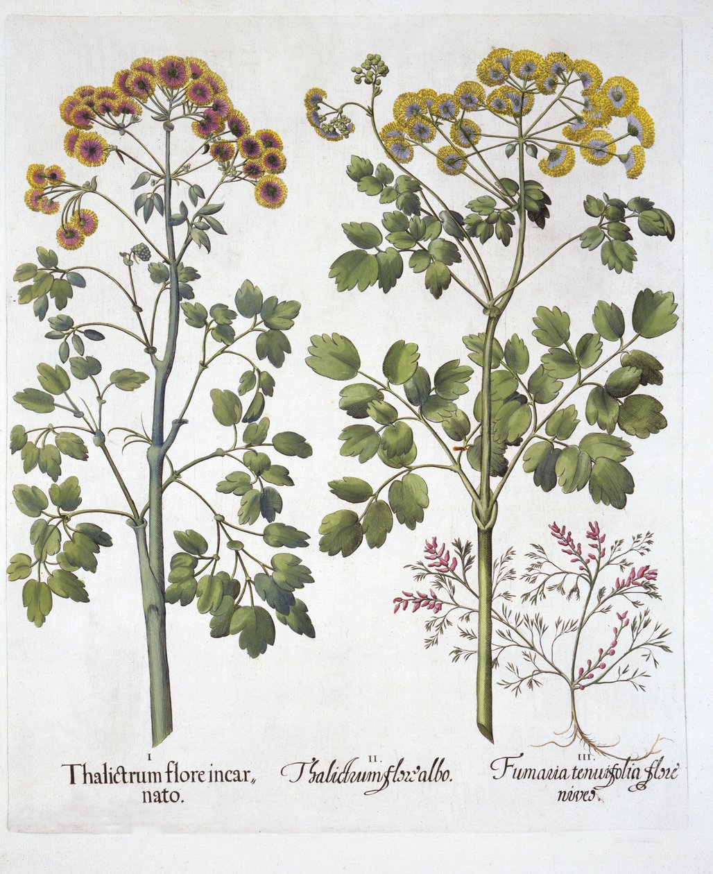 Two Kinds Meadow Rue ve Fumewort, Hortus Eystettensis