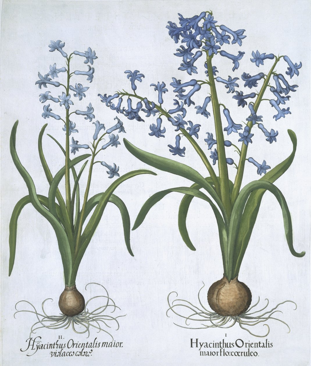 Hortus Eystettensis