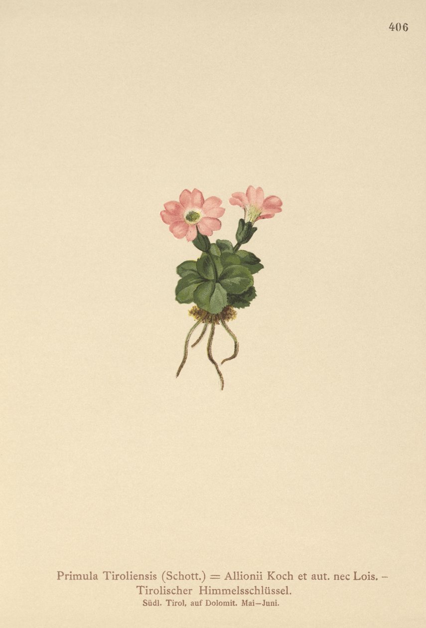 Tirol çuha çiçeği (Primula tyrolensis, Primula Tirolensis, Primula Allionii) by German School