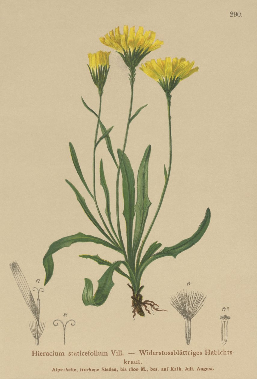 Şemsiye Milkwort (Hieracium staticefolium, Hieracium staticifolium, Tolpis staticifolia, Chlorocrepis staticifolium, Chlorocrepis staticifolia) by German School