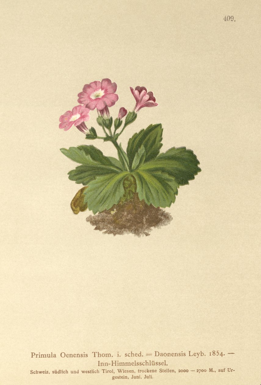 Val-Daone Primrose (Primula Oenensis, Primula Daonensis) by German School