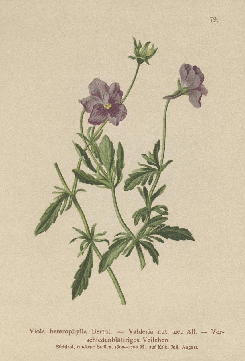 Valderia Menekşe (Viola heterophylla, Viola Valderia) by German School