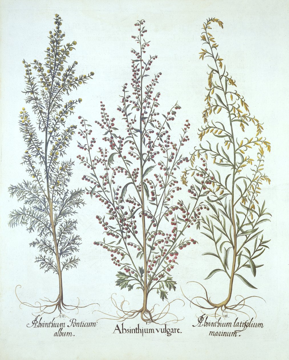 Wormwood