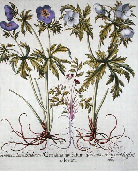 Basil Besler