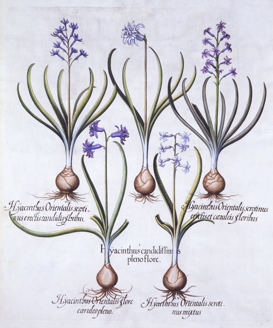 Ampullü Sümbül Çeşitleri, Hortus Eystettensis