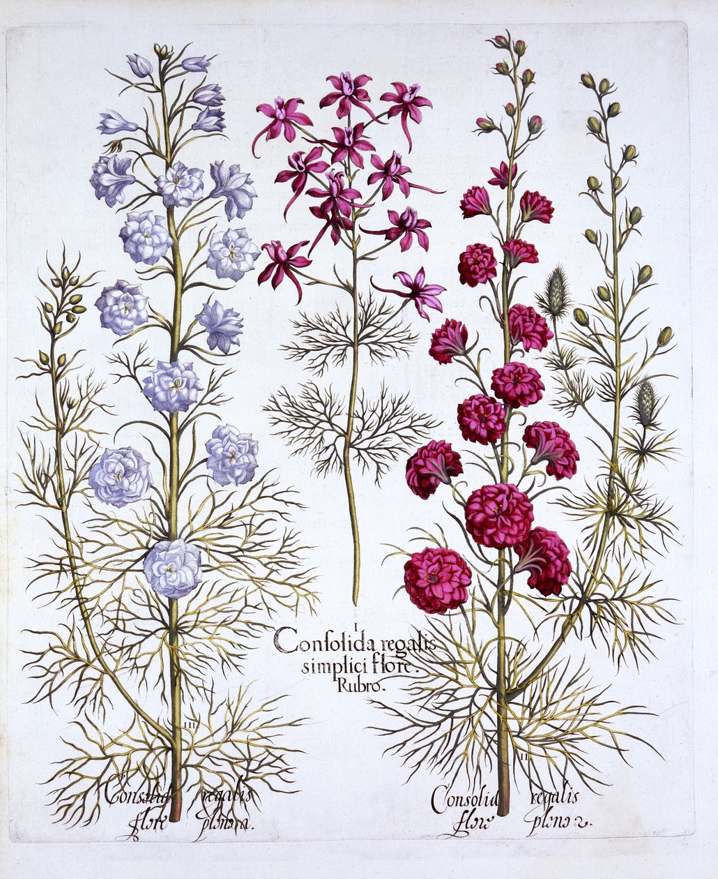 Hortus Eystettensis