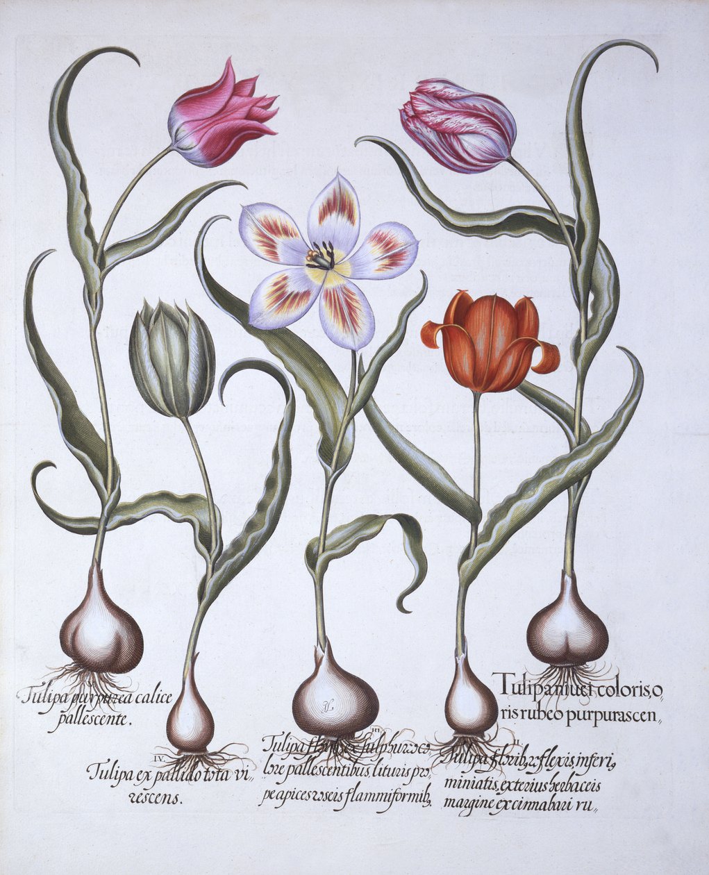 Hortus Eystettensis