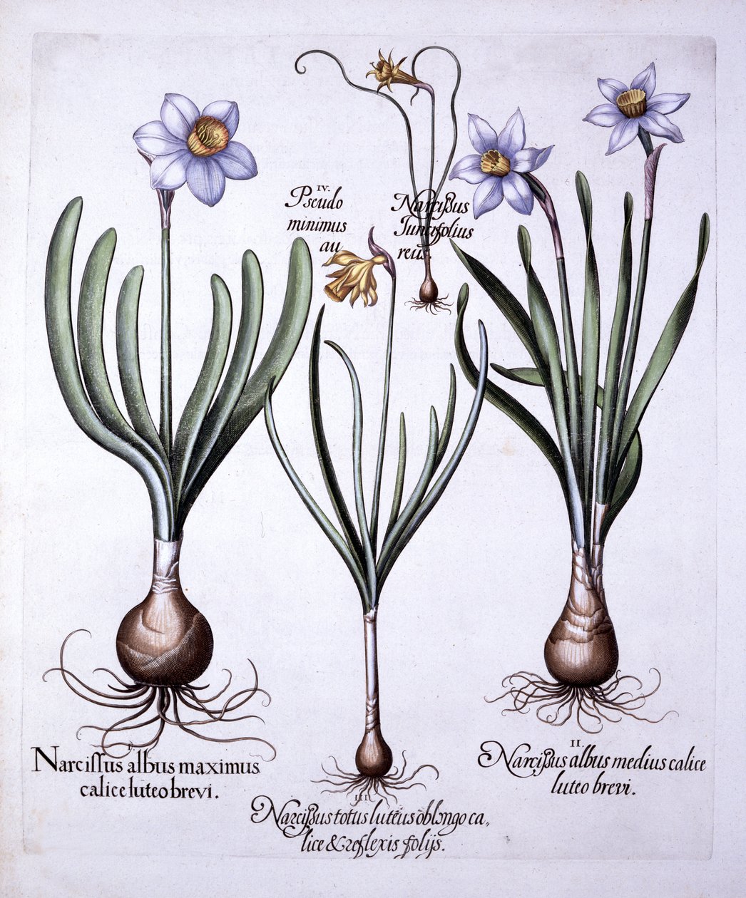 Hortus Eystettensis