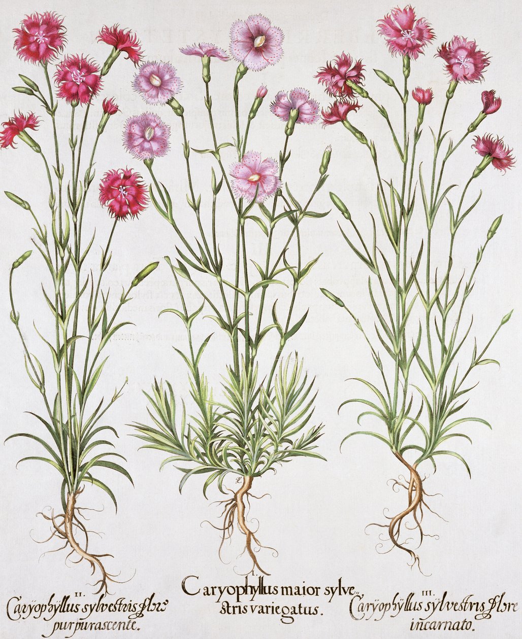 Basil Besler (1561-1629), yayınevi tarafından Hortus Eystettensis
