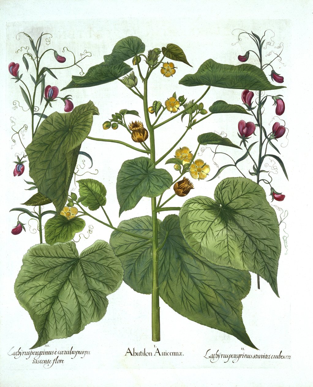 Hortus Eystettensis